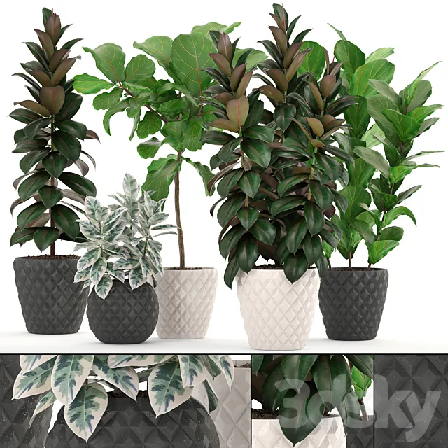 ficus collection 212. Ficus Lyrata. Robusta. tree. pot. flowerpot. concrete. indoor. ficus abidjan 3DModel