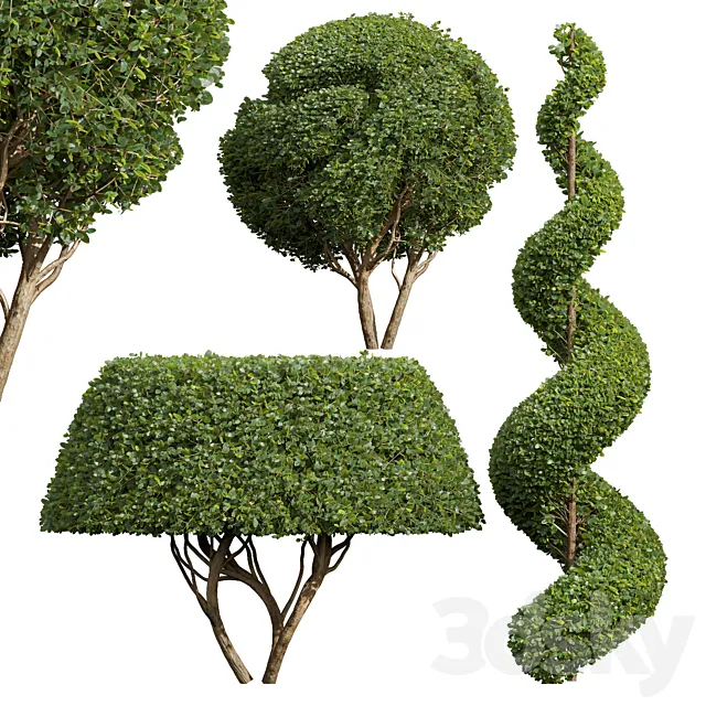 Ficus Concinna Bonsai Pruned-3 trees 3D Model