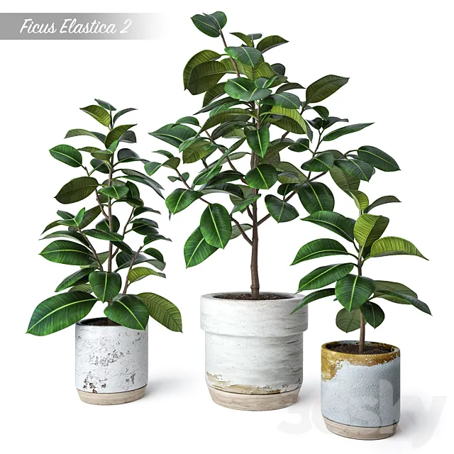 Ficus Elastica 2 3D Model