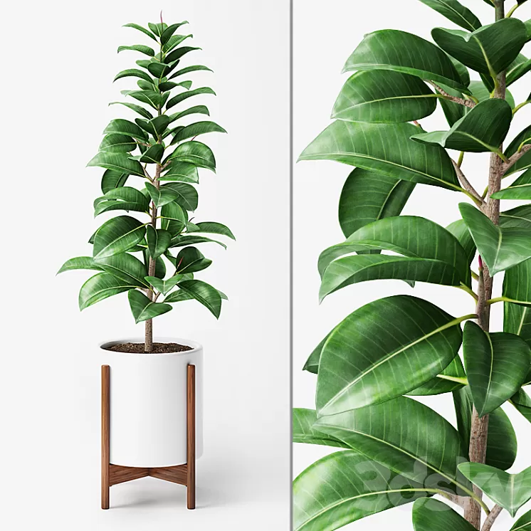 Ficus Elastica 2 3D Model