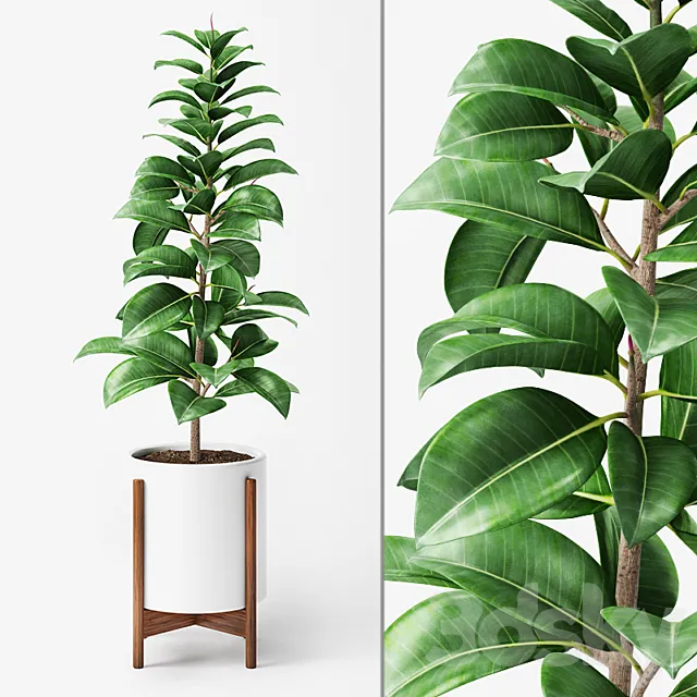 Ficus Elastica 2 3DModel