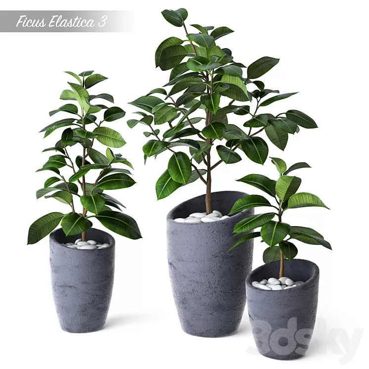 Ficus Elastica 3 3D Model
