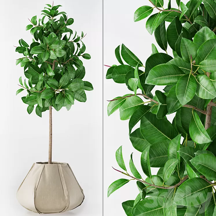 Ficus Elastica 3D Model