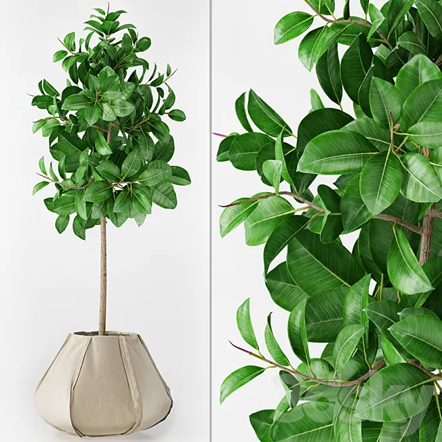 Ficus Elastica 3DModel