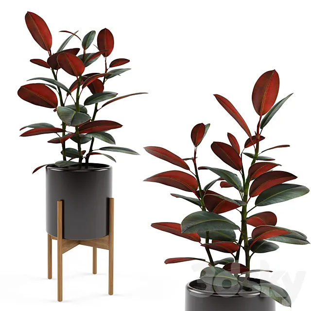 Ficus elastica Black Prince 3DModel