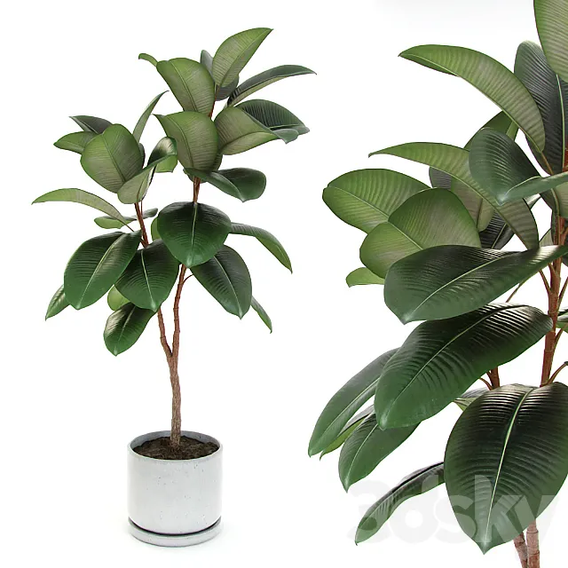 Ficus elastica decora (medium) 3DModel