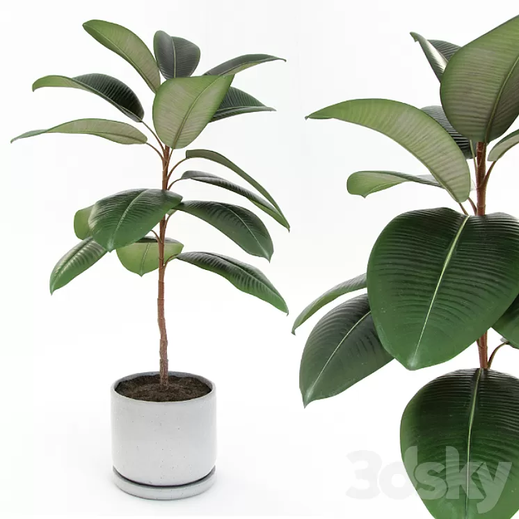 Ficus elastica decora (small) 3D Model
