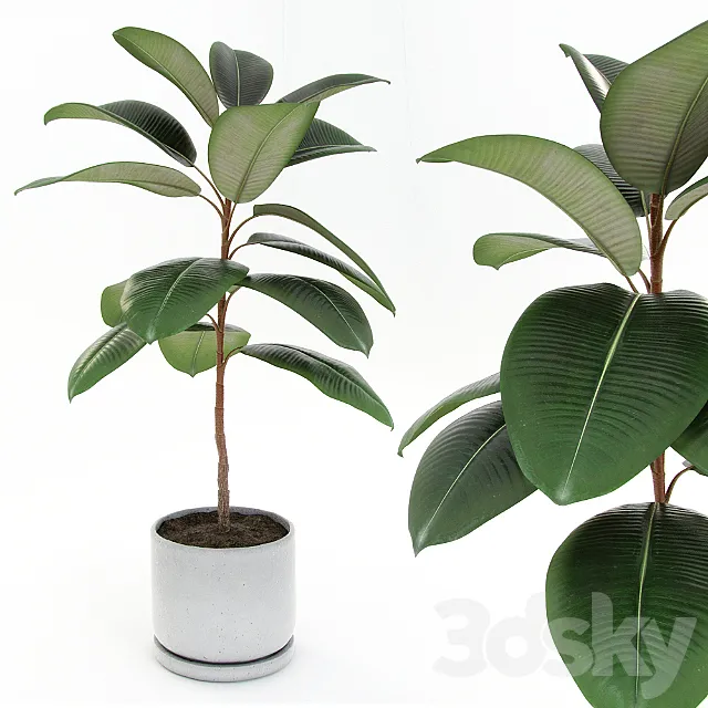 Ficus elastica decora (small) 3DModel