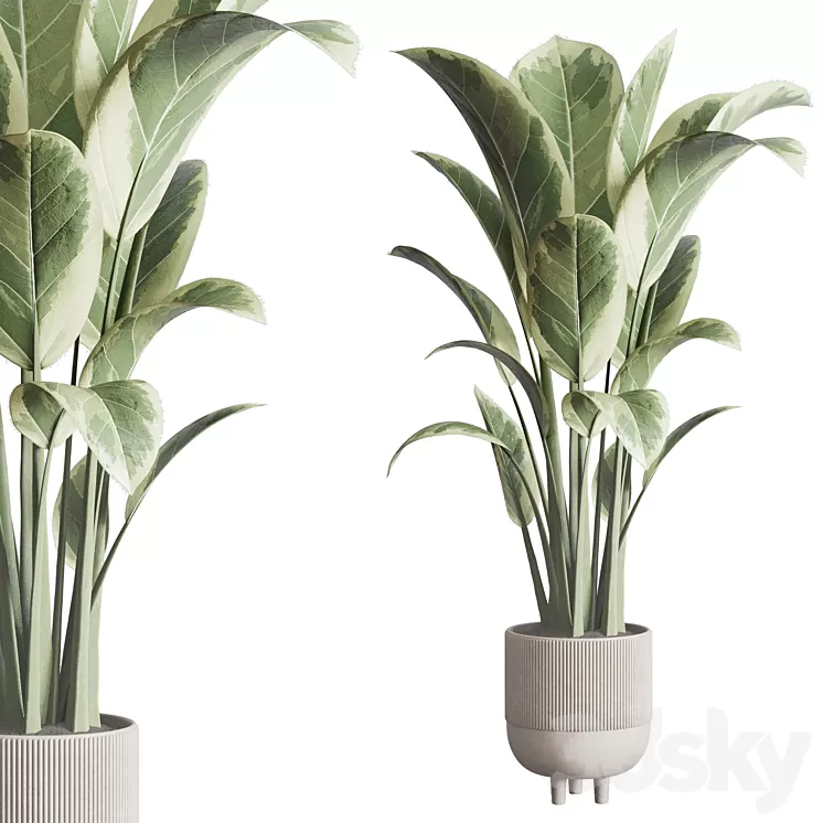 ficus elastica pot Indoor outdoor plant 296 concrete dirt vase 3D Model
