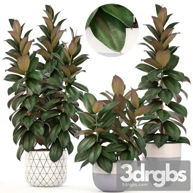 Ficus elastica Robusta Free Download