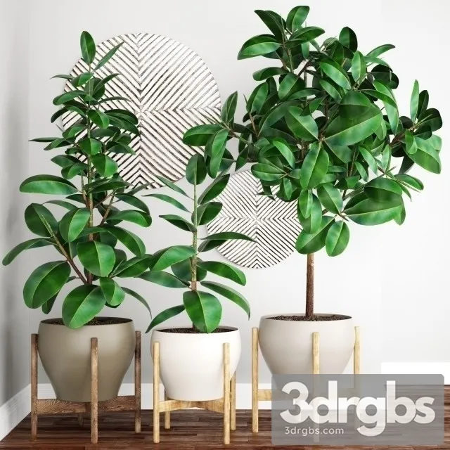 Ficus Elastica Tree Pot Free Download