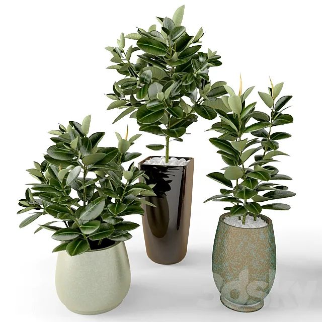 Ficus Ficus 3DModel