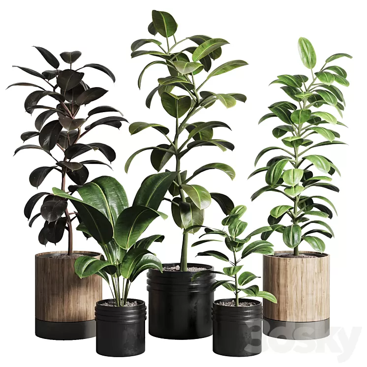 Ficus - Ficus rubbery plant 165_dirty wooden and plastic pots 3D Model Free