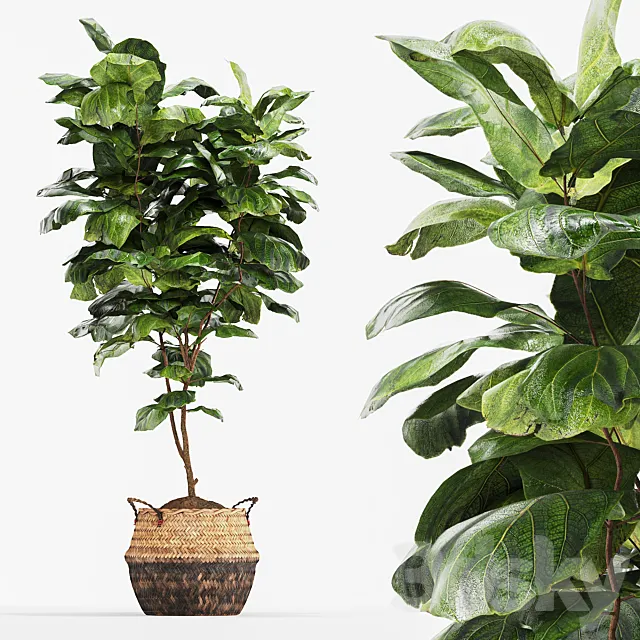 Ficus Fiddle Fig Leaf Wicker Pot Indoor Plant Set 3D Model