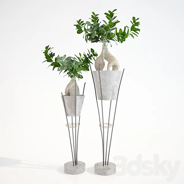 Ficus ginseng _ Ginseng Ficus Ginseng Free Download