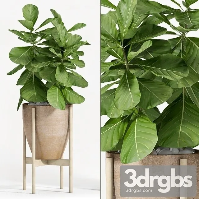 Ficus Lyrata 2 3D Model Free