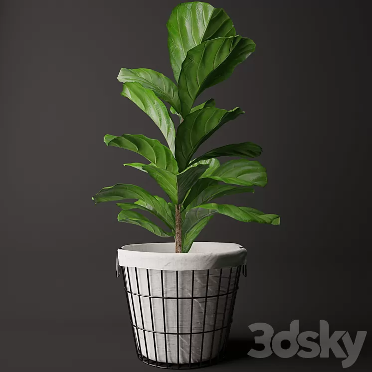 Ficus Lyrata 2 3D Model
