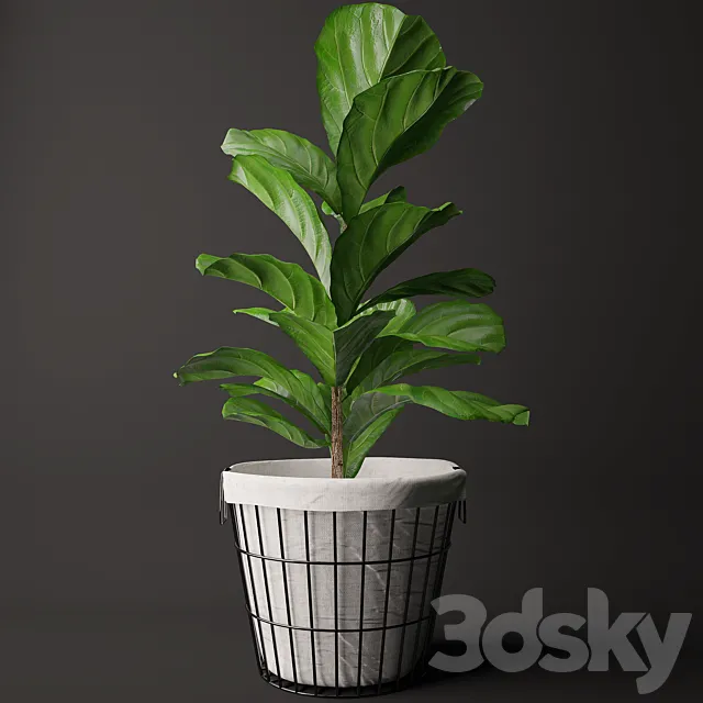 Ficus Lyrata 2 3DModel