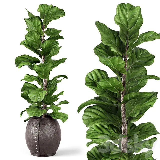Ficus Lyrata 2 3D Model