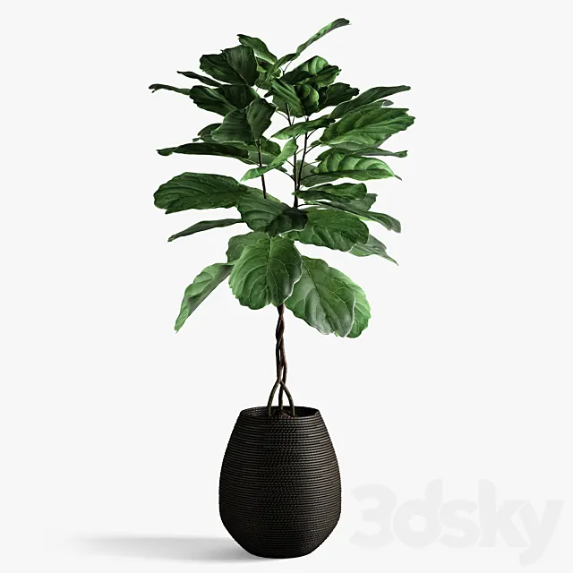 ficus lyrata 3D Model
