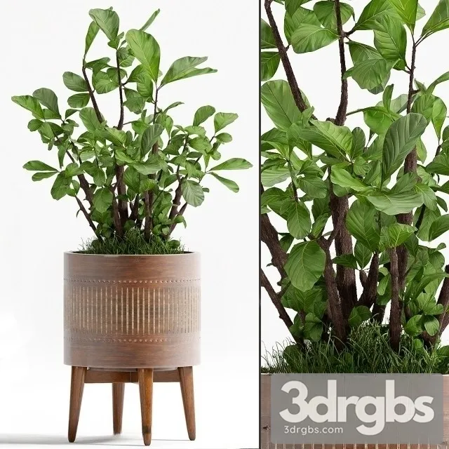 Ficus Lyrata 3D Model Free