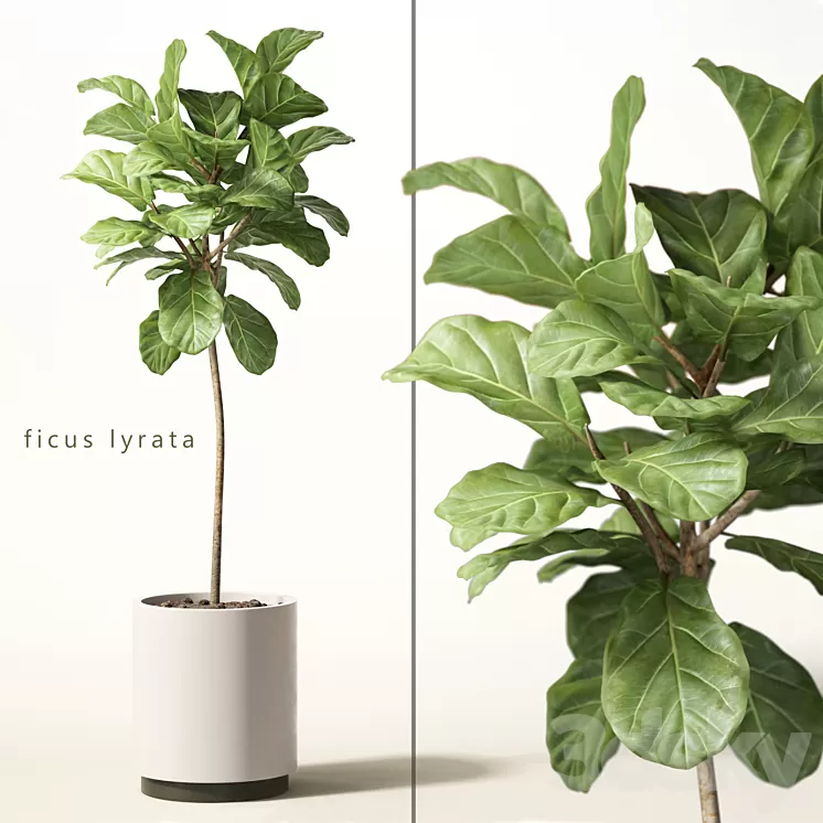 ficus lyrata 3D Model