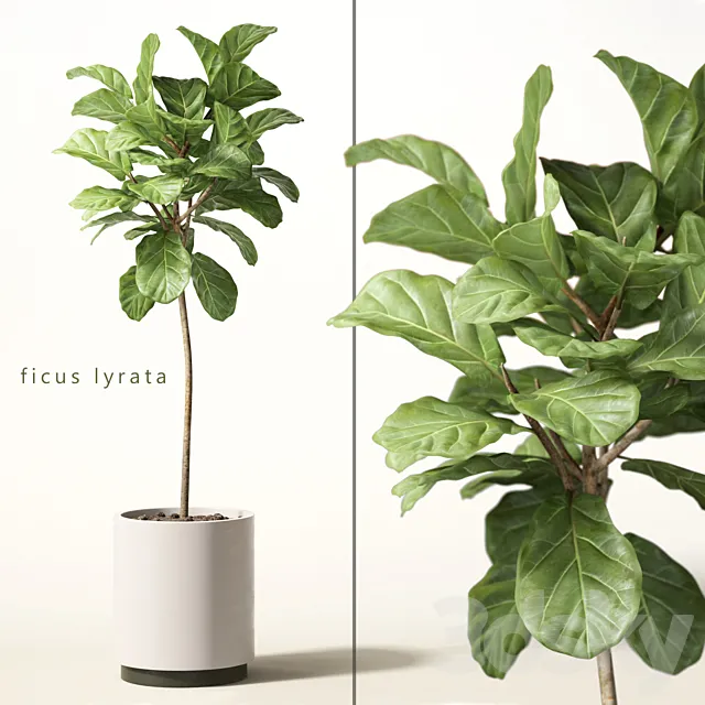 ficus lyrata 3DModel