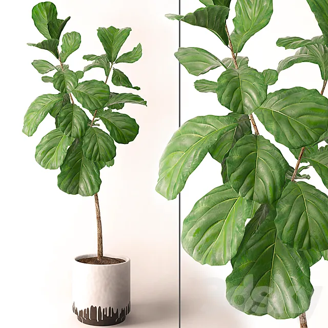 Ficus lyrata 3DModel
