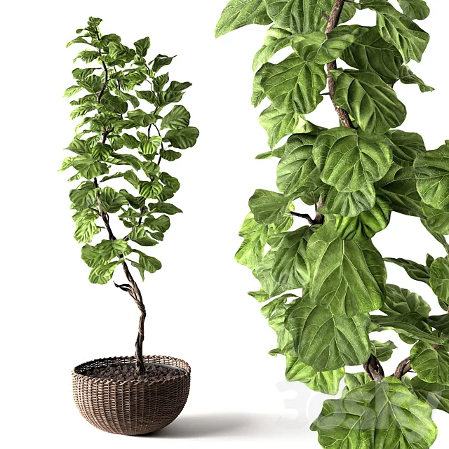 Ficus Lyrata Free Download