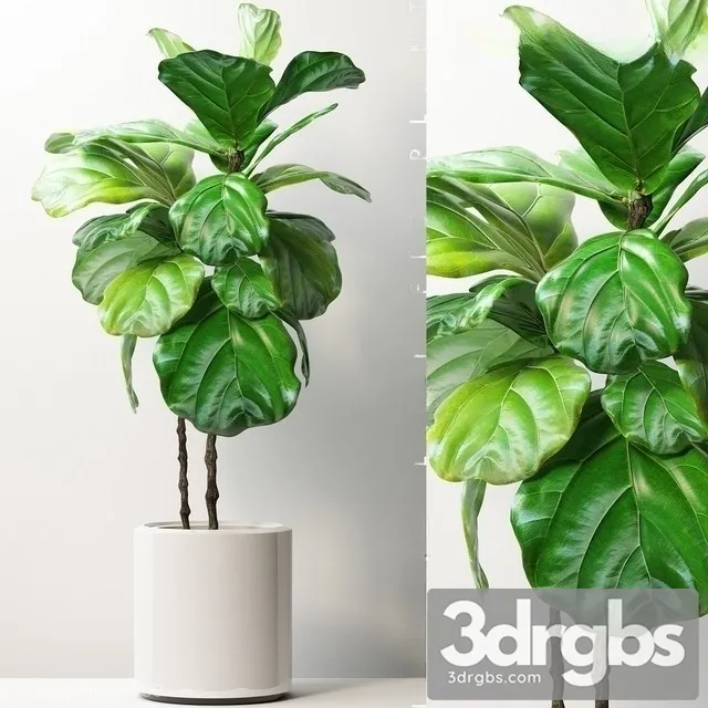 Ficus Lyrata 4 3D Model Free