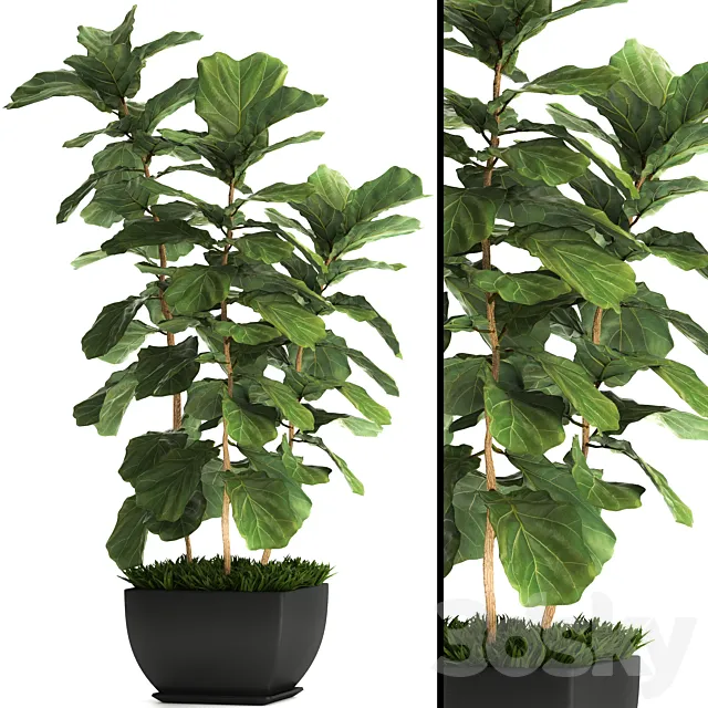 Ficus lyrata. 4. decorative office bush tree office plant pot Free Download