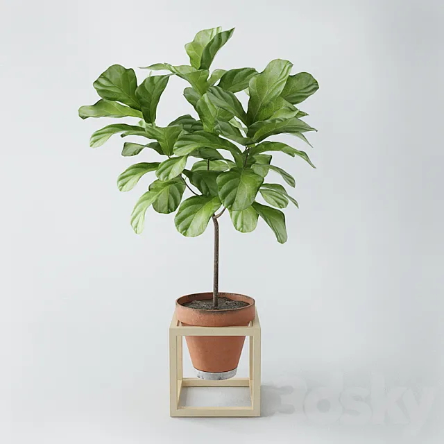 Ficus lyrata _ ficus lyrata Free Download