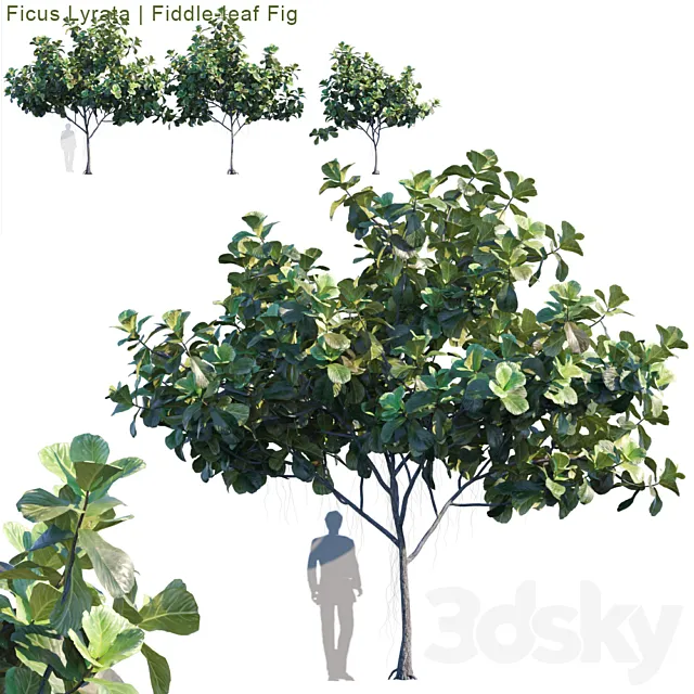 Ficus Lyrata | Feed-leaf fig # 2 3DModel