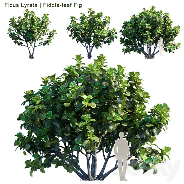 Ficus Lyrata | Feed-leaf fig 3DModel
