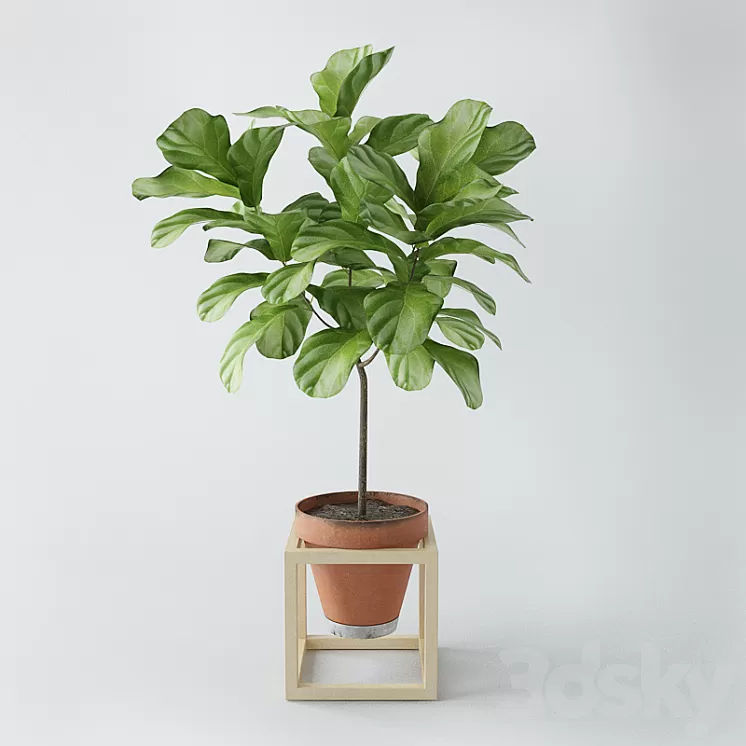 Ficus lyrata \/ ficus lyrata 3D Model