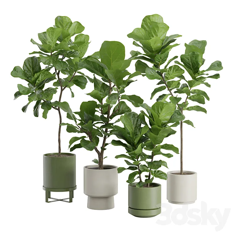 Ficus Lyrata Fiddle leaf 3D Model Free