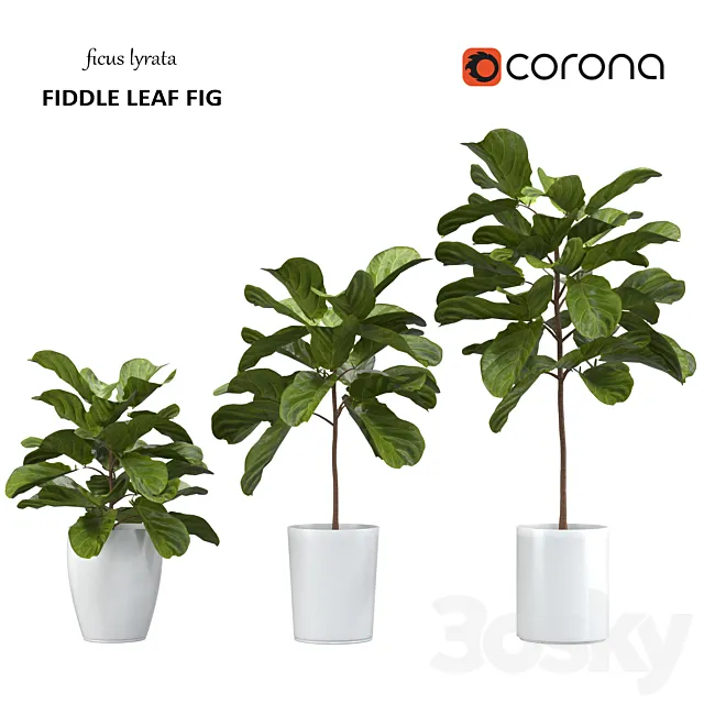 Ficus lyrata - Fiddle Leaf Fig 3D Model