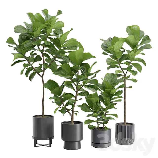 Ficus Lyrata in Dark Planters Free Download