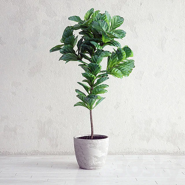 Ficus Lyrata - Interior Plant 3DModel