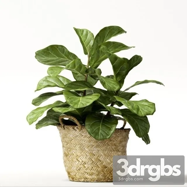 Ficus Lyrata Min 3D Model Free
