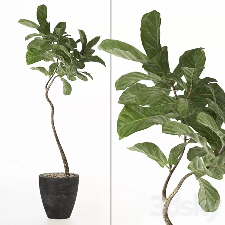 ficus lyrata No. 3 3D Model