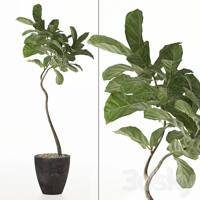 ficus lyrata No. 3 3DModel
