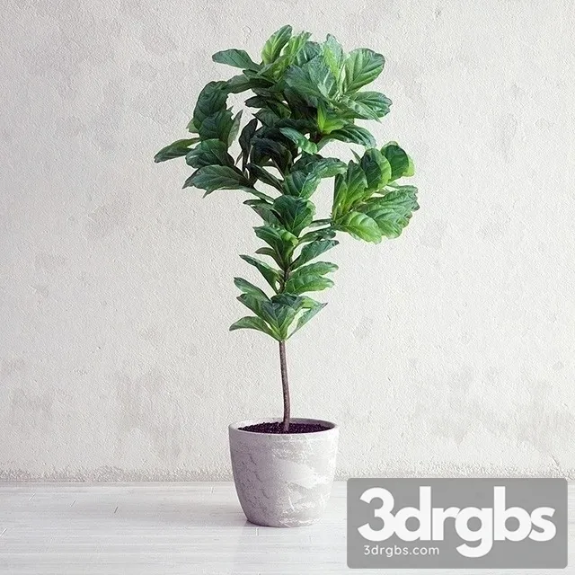 Ficus Lyrata Plant 3D Model Download