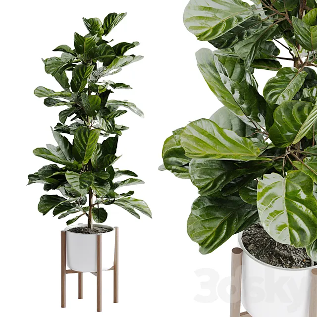 Ficus Lyrata Plant 3D Model