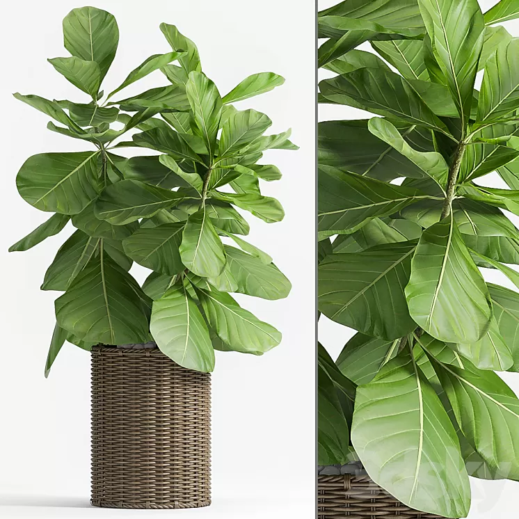 Ficus Lyrata (Plant 55) 3D Model