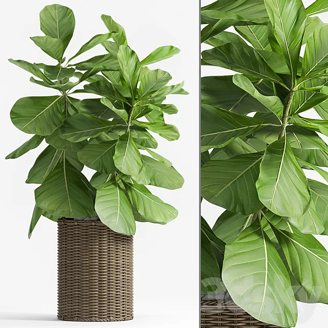 Ficus Lyrata (Plant 55) 3DModel