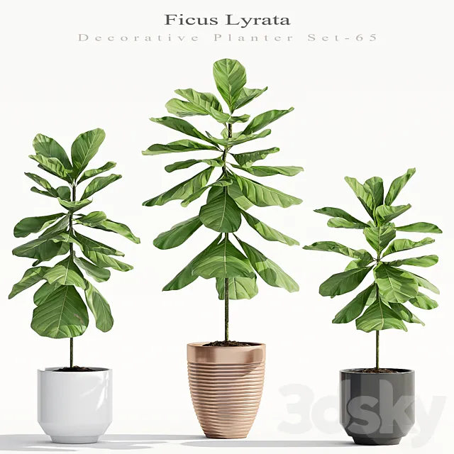 Ficus Lyrata (Plant 65) 3D Model