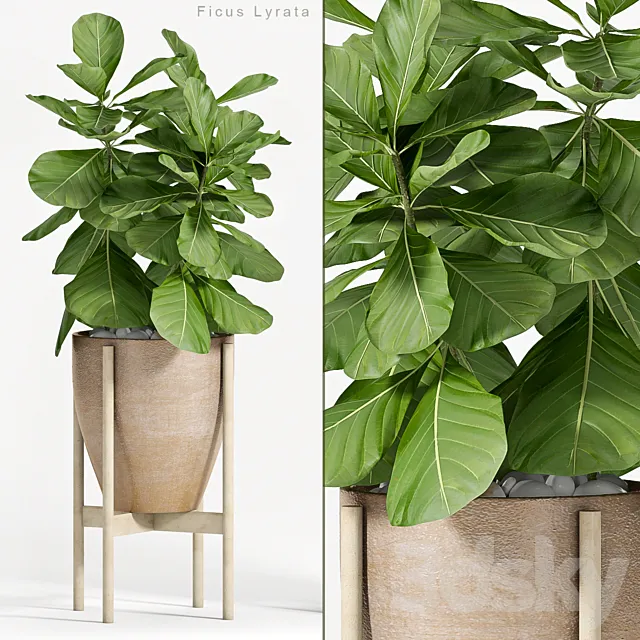 Ficus Lyrata (Plant 82) 3DModel