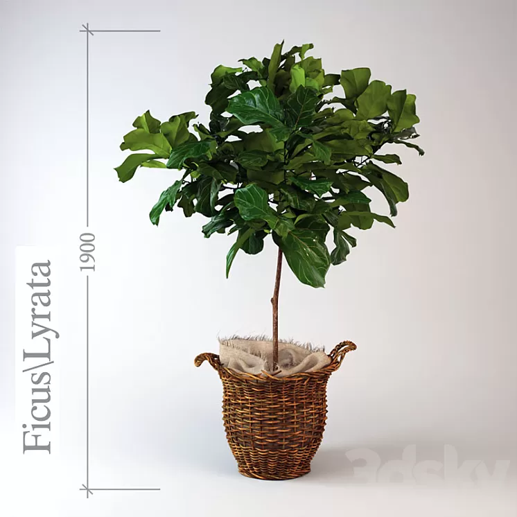Ficus \ lyrate 3D Model