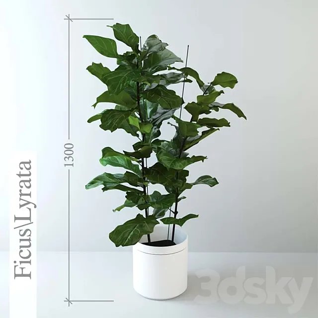 Ficus \ lyrate 3DModel